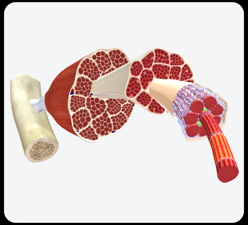 Concetti anatomici Massaggio Sportivo